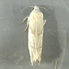 Eucosma infimbriana