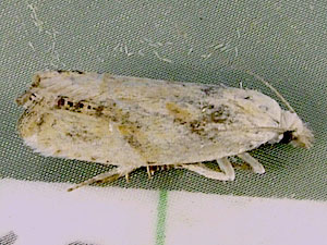 Eucosma infimbriana