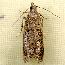 Epinotia radicana