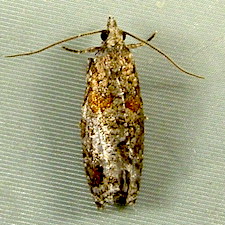 Epinotia radicana