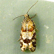 Epinotia radicana