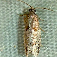 Epinotia radicana