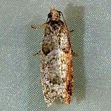 Epinotia radicana