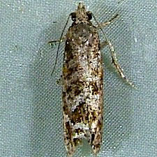 Epinotia radicana