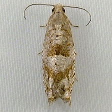 Rhopobota naevana