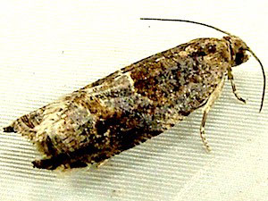 Rhopobota naevana