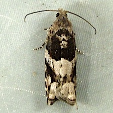 Rhopobota naevana