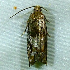 Rhopobota naevana