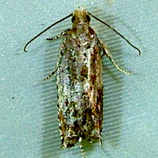 Rhopobota naevana