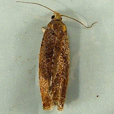 Epinotia solandriana