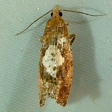 Epinotia solandriana