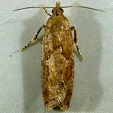 Epinotia solandriana