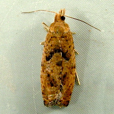 Epinotia solandriana