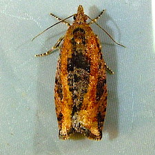 Epinotia solandriana