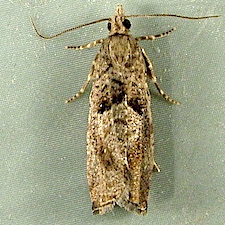 Epinotia solandriana