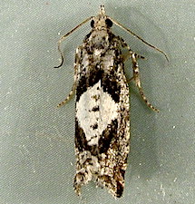 Epinotia solandriana