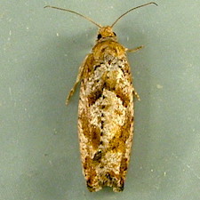 Epinotia solandriana