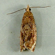 Epinotia solandriana