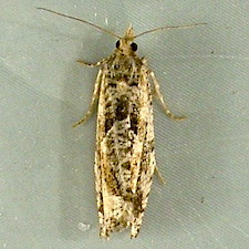 Epinotia solandriana