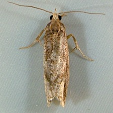 Epinotia solandriana