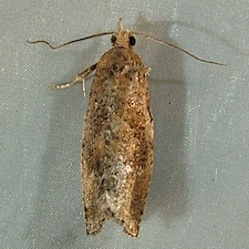 Epinotia solandriana