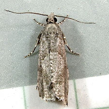 Epinotia solandriana