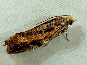 Epinotia solandriana