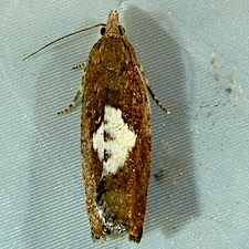 Epinotia solandriana