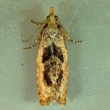 Epinotia solandriana