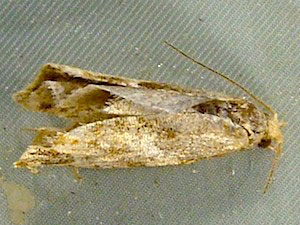 Epinotia castaneana