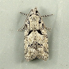 Epinotia hopkinsana