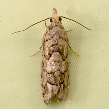 Epinotia subviridis