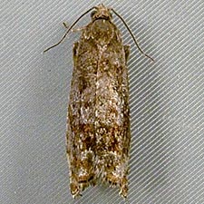 Epinotia solicitana