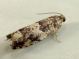 Epinotia albangulana