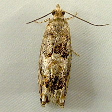 Epinotia albangulana