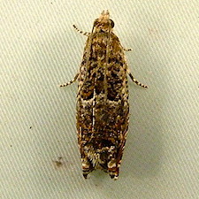 Epinotia albangulana