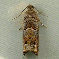 Epinotia albangulana