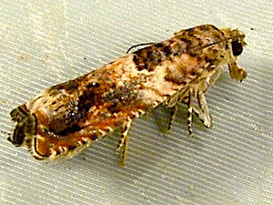 Epinotia albangulana