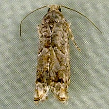 Epinotia albangulana