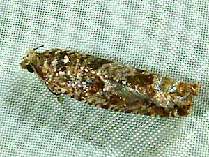 Epinotia emarginana