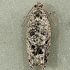 Epinotia emarginana