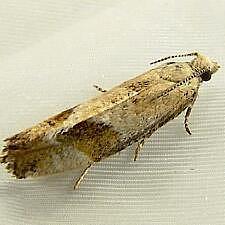 Epinotia plumbolineana