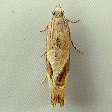 Epinotia plumbolineana