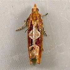 Epinotia lindana