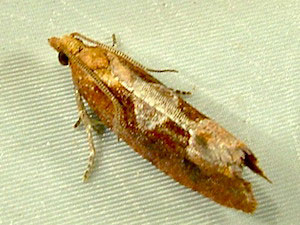 Epinotia lindana