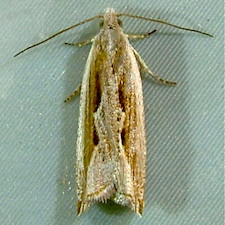 Ancylis diminuatana