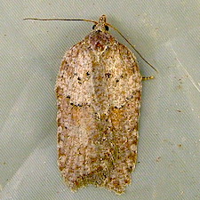 Acleris caliginosana