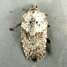 Acleris caliginosana