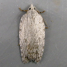 Acleris caliginosana