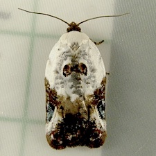 Acleris nivisellana